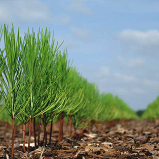 Learn more about our responsible stewardship.