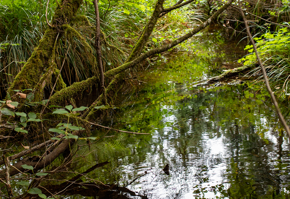 Restore Salmon Habitat in PNW